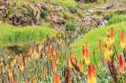 Ethiopia. Amhara. North Gondar. Red hot poker flowers and a stream in the Ethiopian highlands. Art Print